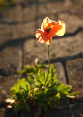 Poppy blooming