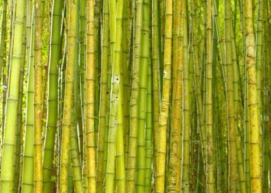 Bamboo forest