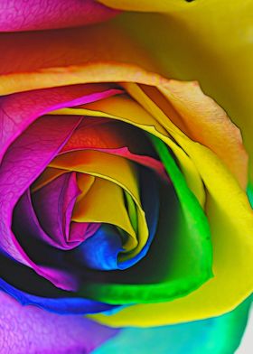 Rainbow Rose 23