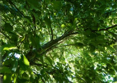 Behind the Leaves