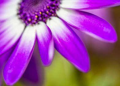 Purple Petals