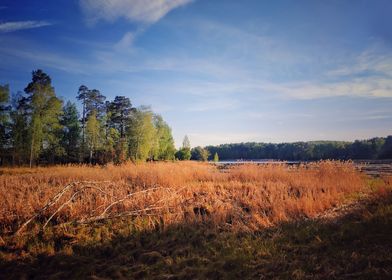 Yellow reeds