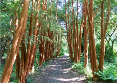 Red Wood Forest Pathway