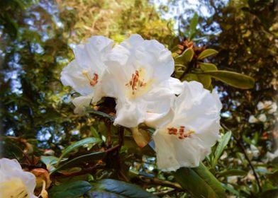 A Trio of White Flowers