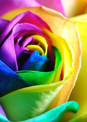 Rainbow Roses 11