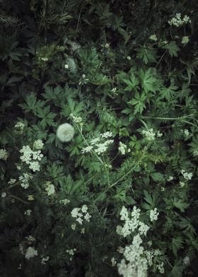 Meadow flowers