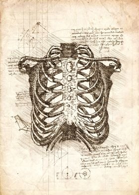 Skeleton ribs sketch