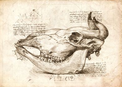 Bull skull sketch