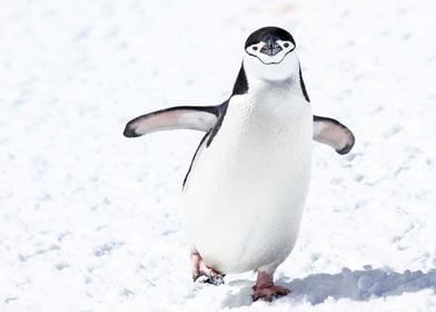 Wild Chinstrap penguins