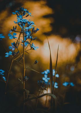Beautiful Blue Flowers