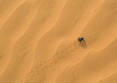 beetle on desert sand dune