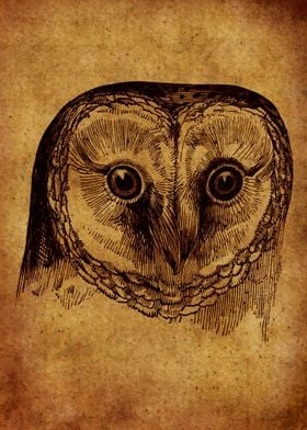 Owl Vintage