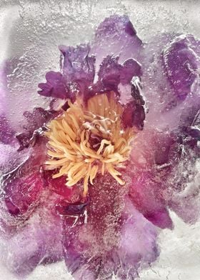 Ice peony