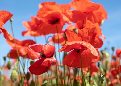 Poppies