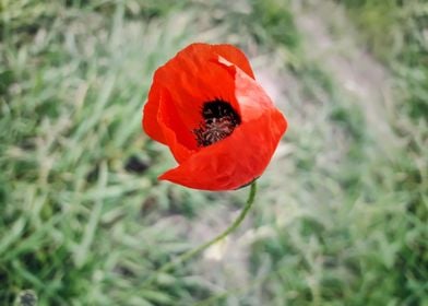 red poppy