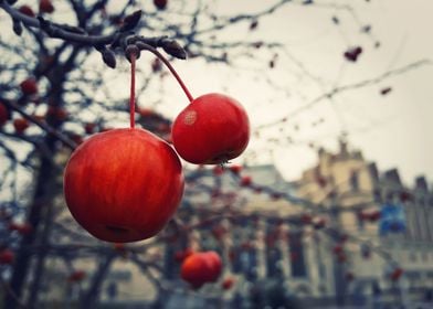 red berries