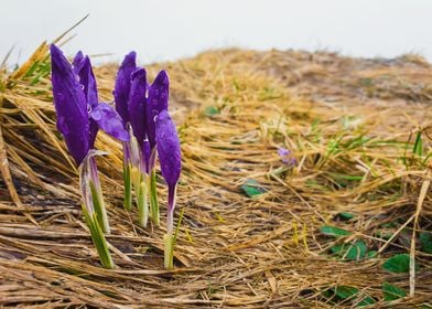 crocuses blossom