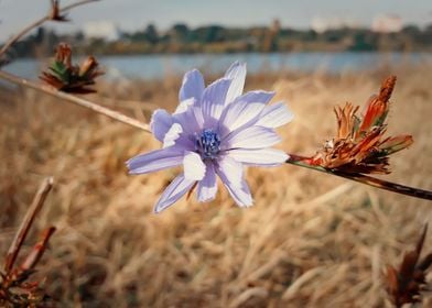 chicory