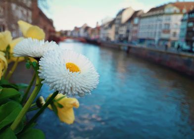 white flower on the bridge