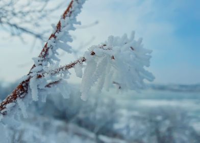 hoar frost