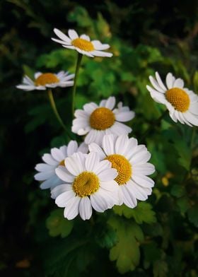 daisy flowers