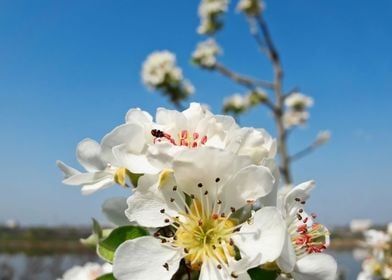 pear flowers