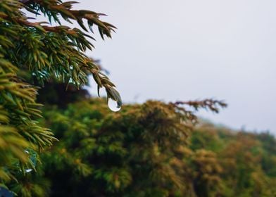 coniferous dew drops