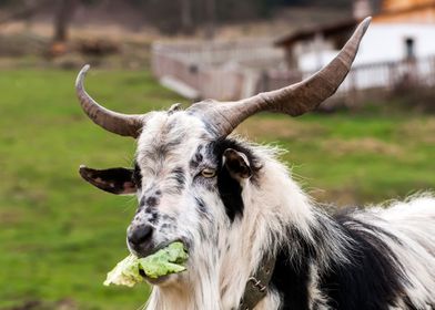 A goat standing and eating