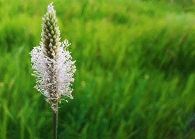 odd white flower