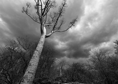 Moringa tree