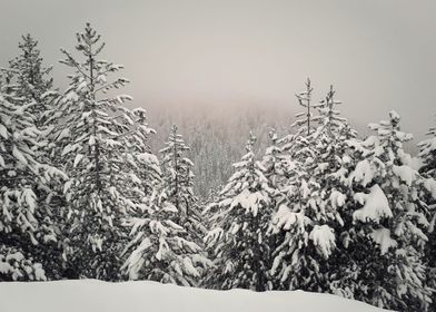 Snow covered fir forest