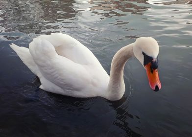 curious white swan