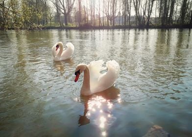 two beautiful swans