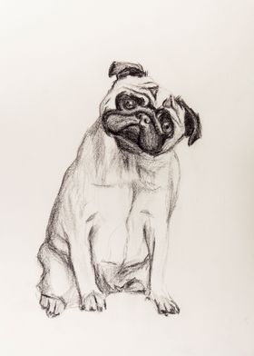 Pug