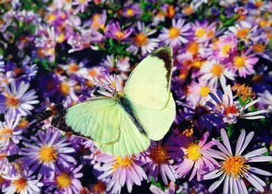 cabbage butterfly