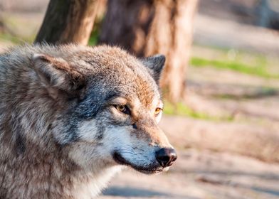 Portrait of a wolf