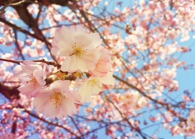 pink cherry tree