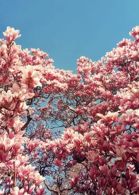 Wild pink magnolia tree