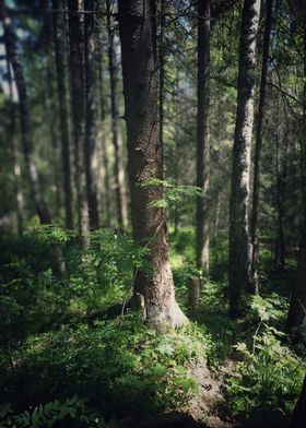 Dense forest