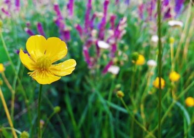 colorful flower meadow