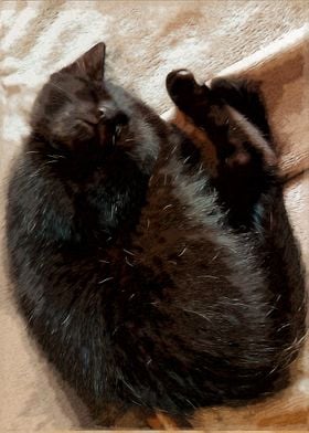 Sleeping Black Kitten