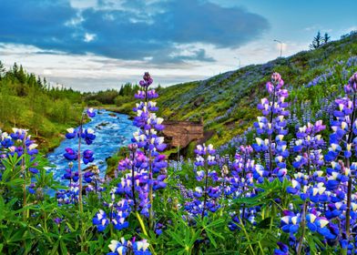 Lupines