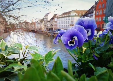 blue flowers