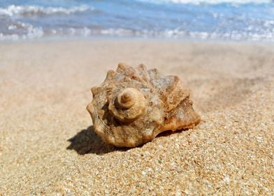 whelk shell at the beach