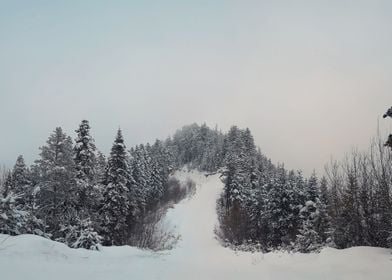 Ski slope among fir forest