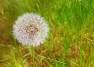 fluffy white dandelion