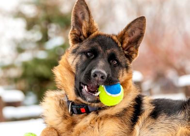 German Shepherd portrait