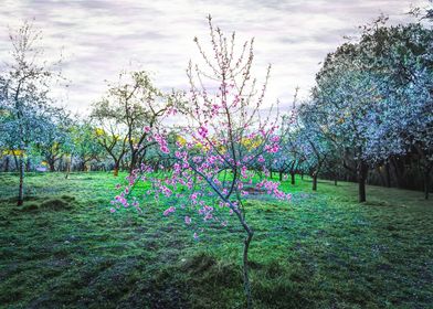 Pink almond tree