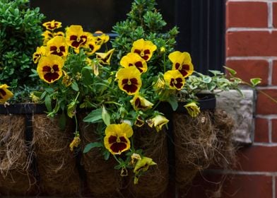 Window Box in Spring