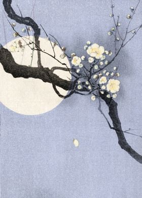 Full moon and blossom